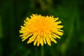 yellow dandelion flower head against a blurred green background Royalty Free Stock Photo