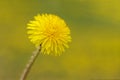 Yellow dandelion flower head. Royalty Free Stock Photo