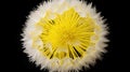 yellow dandelion flower Royalty Free Stock Photo