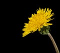 Yellow dandelion flower isolated on black background Royalty Free Stock Photo