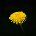 Yellow Dandelion flower isolated on black background. Royalty Free Stock Photo