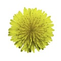 Yellow dandelion flower isolated on white background Royalty Free Stock Photo