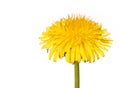 Yellow Dandelion Flower Isolated on White. Taraxacum officinale. Royalty Free Stock Photo