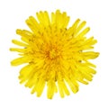 Yellow Dandelion Flower Isolated on White. Royalty Free Stock Photo