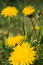 Yellow dandelion flower in lawn. Flowers closeup. Yellow spring flowers macro. Field and meadow background