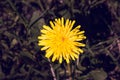 Yellow dandelion flower in lawn. Flowers closeup. Yellow spring flower macro. Field and meadow background