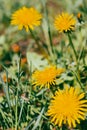 Yellow dandelion flower in lawn. Flowers closeup. Yellow spring flowers macro. Field and meadow background