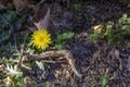 A yellow dandelion flower Royalty Free Stock Photo