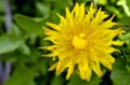 yellow dandelion flower in spring wirh waterdrops