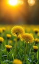 the yellow dandelion flower Royalty Free Stock Photo