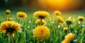 the yellow dandelion flower Royalty Free Stock Photo