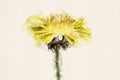 Yellow dandelion flower. Royalty Free Stock Photo