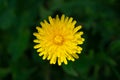 Yellow dandelion flower, top view, dark green background Royalty Free Stock Photo