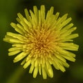 Yellow dandelion flower top view, macro close-up on a background of grass. Spring flowering. Royalty Free Stock Photo