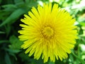 Yellow dandelion flower Royalty Free Stock Photo