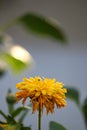 Yellow dandelion flower with water drops Royalty Free Stock Photo