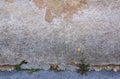 Yellow dandelion flower weed grows against all odds against rustic wall background texture