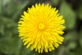 Yellow dandelion flower