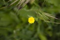 yellow dandelion flower