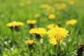 Yellow dandelion flowers on a background of green grass close-up. Spring, summer, flowering. Yellow dandelions: the first phase of Royalty Free Stock Photo