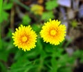 Yellow dandelion flowers on a background of green grass in the spring. Royalty Free Stock Photo