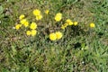 Yellow dandelion flowers blooming in a green grass on a meadow Royalty Free Stock Photo