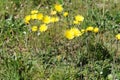 Yellow dandelion flowers blooming in a green grass on a meadow Royalty Free Stock Photo