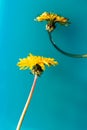 Yellow dandelion flowers on blue color water background. Bright vertical floral wallpaper. Macro Royalty Free Stock Photo