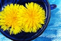 Yellow dandelion flowers in a blue cup. dandelion tea. yellow blue natural background Royalty Free Stock Photo