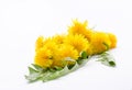 Yellow dandelion flowers in a bouquet Royalty Free Stock Photo