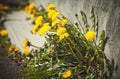 Yellow dandelion flowers