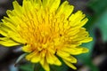 Yellow dandelion flowers. Dandelions field background on spring sunny day. Royalty Free Stock Photo