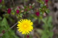 Yellow dandelion flowers. Dandelions field background on spring sunny day. Blooming dandelion. Royalty Free Stock Photo