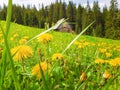 Yellow dandelion flowers on the field in front. Marvelous rural spring scene with an old wooden cottage in the fir forest and Royalty Free Stock Photo