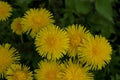 Yellow dandelion flowers on a green background. Close-up Royalty Free Stock Photo