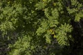 Yellow dandelion flowers on green grass as background Royalty Free Stock Photo