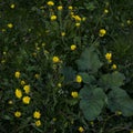 Yellow dandelion flowers on green grass as background Royalty Free Stock Photo