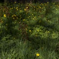 Yellow dandelion flowers on green grass as background Royalty Free Stock Photo