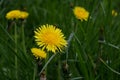 Yellow dandelion flowers on green grass background Royalty Free Stock Photo