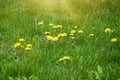 Yellow dandelion flowers on green grass background. Spring season Royalty Free Stock Photo