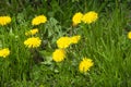Yellow dandelion flowers on green grass background. Spring season Royalty Free Stock Photo