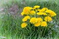 Yellow dandelion flowers in green grass. Blooming spring meadow. Royalty Free Stock Photo