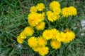 Yellow dandelion flowers in green grass. Blooming spring meadow. Royalty Free Stock Photo