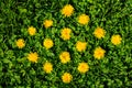 Yellow dandelion flowers among green grass and clover on the lawn. Fluffy blooming sunny flowers and leaves on the lawn Royalty Free Stock Photo