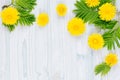 Yellow dandelion flowers and green leaves on light blue wooden board. Royalty Free Stock Photo