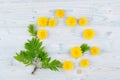 Yellow dandelion flowers and green leaves on light blue wooden board. Copy space, top view. Royalty Free Stock Photo