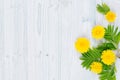 Yellow dandelion flowers and green leaves on light blue wooden board. Copy space, top view. Royalty Free Stock Photo