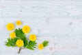 Yellow dandelion flowers and green leaves on light blue wooden board. Copy space, top view. Royalty Free Stock Photo