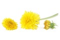 Yellow dandelion flowers isolated on white background Royalty Free Stock Photo