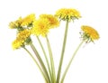 Yellow dandelion flowers isolated on white background. Dandelion bouquet Royalty Free Stock Photo